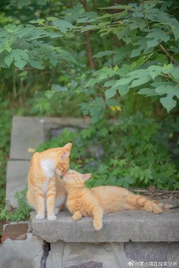 探索猫咪世界最新动态，喵最新资讯大揭秘