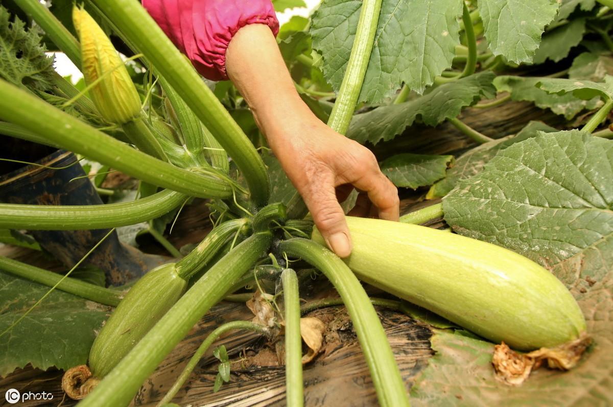 西葫芦最新价格行情解析，如何获取与理解价格动态