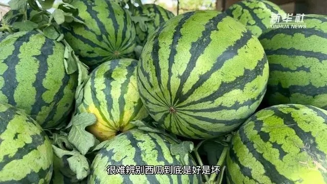 瓜最新，友情、家庭与温馨的交织故事