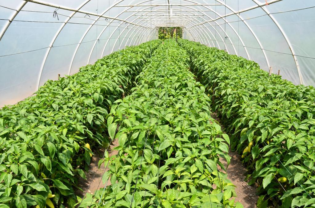 辣椒最新价格走势及分析