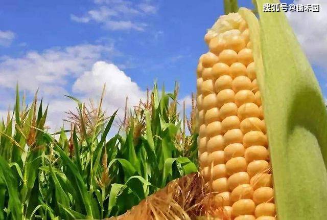 科技重塑粮食交易，国储玉米拍卖最新动态与智能体验引领新时代